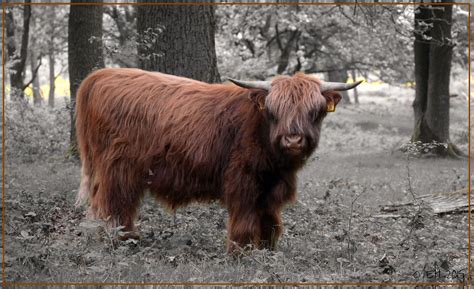 Schotse Hooglander Highland Cattle A Photo On Flickriver