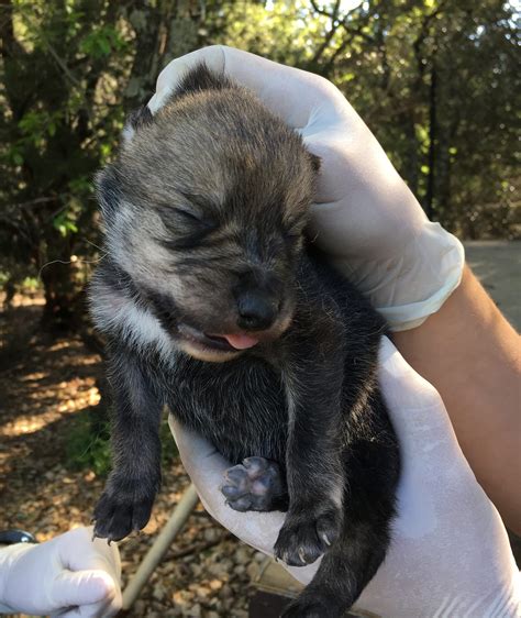 Two Mexican Wolf Puppies Born Fossil Rim Wildlife Center