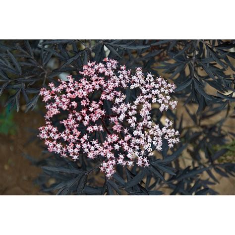 Buy Sambucus Nigra Black Lace