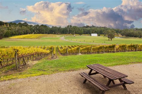 Yarra Valley Wine Tours A Memorable Wine Tasting Experience Book Today