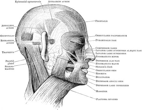 Diagram Blank Diagram Of Head Muscles Mydiagram Online