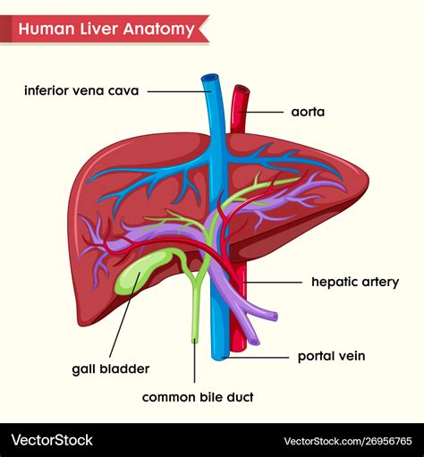 Liver Diagram With Parts Liver Anatomy Britannica In This Video Im
