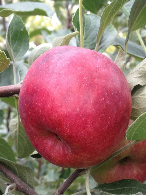 September Ruby Apple Jeffries Nurseries
