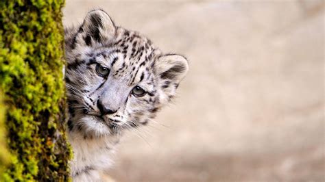 Snow Leopard Young Hd Animals 4k Wallpapers Images Backgrounds
