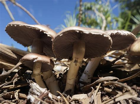 Incorporating King Stropharia Into Your Garden — Alchemystic Fungi
