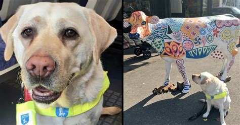 When they are matched, the trainer will find out what the person is needing and can train the dog these extra skills. Service dogs: What to do if one approaches you without its ...