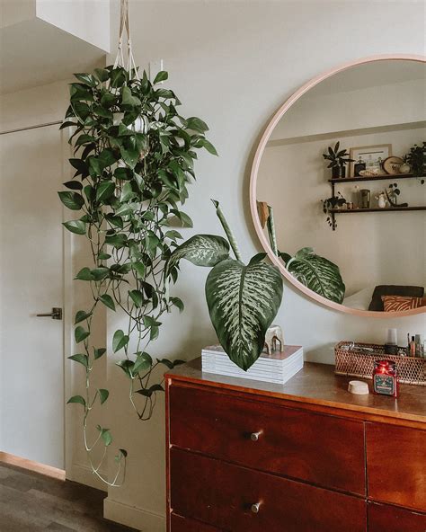 Best Houseplants For Beginners Pothos Plant Decor Indoor Indoor