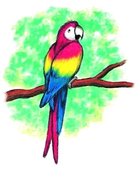 Parrot Drawing Images Free Download On Clipartmag