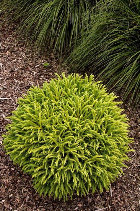25 Best Ideas About Evergreen On Pinterest Easy Zone 7 Shade Shrubs