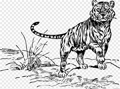 كتاب تلوين النمر القط الأسد حيوان ثديي قطة مثل الثدييات png
