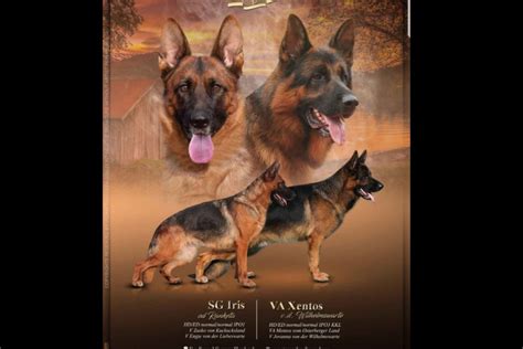 Texas Showline Gsd German Shepherd Dog Puppies For Sale Born On 02