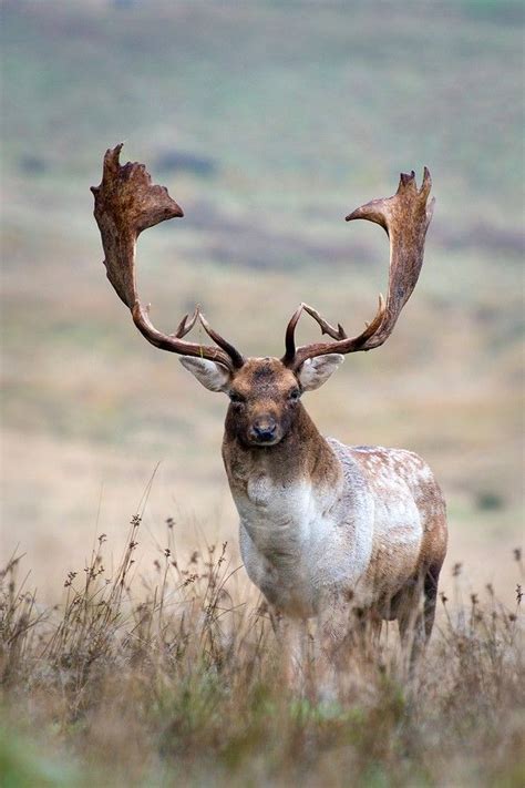 Fallow Deer Deer Stags Deer Antlers Large Animals Animals And Pets