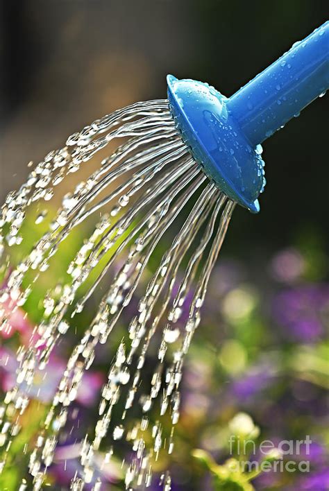 Watering Flowers Photograph By Elena Elisseeva Fine Art America