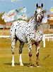 leopard appaloosa. Looks just like my "Rocky" | Appaloosa horses ...