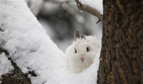 Best Snow Rabbit Stock Photos Pictures And Royalty Free Images Istock
