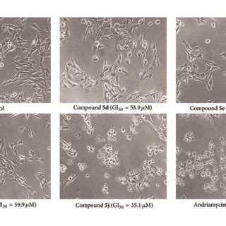 A Images Of Growth Control Of Mda Mb Cancer Cell Line By