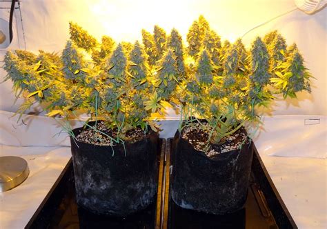 5 Secrets To Controlling Heat Indoors Grow Weed Easy