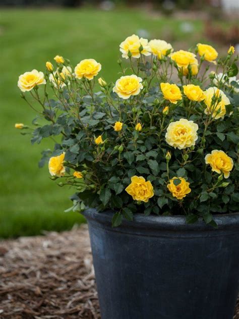 Container Rose Gardening Made Easy Learn To Grow Roses In Pots Roses