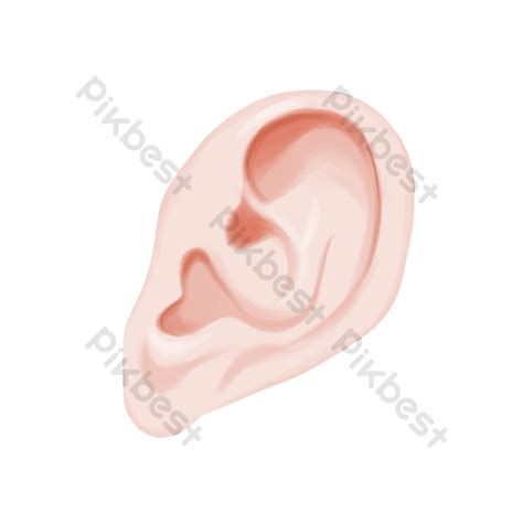 Ears Hd Picture Free Png Transparent Layer PNG Images PSD Free