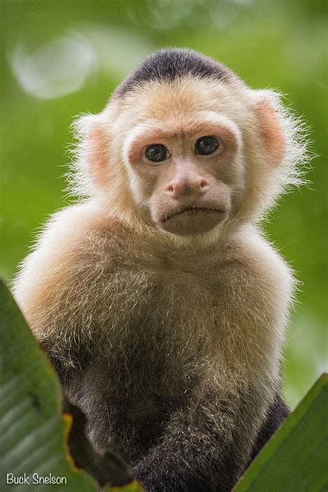 White Headed Capuchin Monkey Face Cute Monkey Primates Mammals