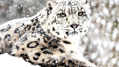 Why Are Snow Leopards Endangered Danger Choices