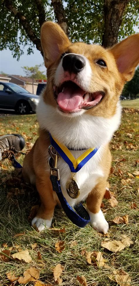 Puppy classes, such as akc s.t.a.r. Galahad just got his AKC Star Puppy medal - he loves it ...