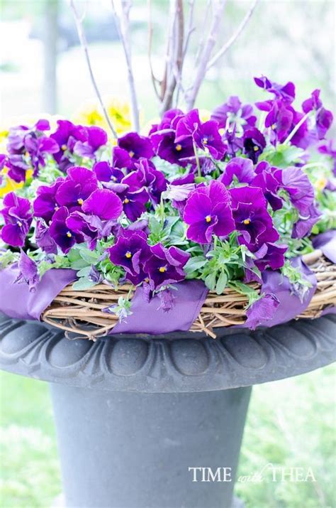 How To Create A Gorgeous Pansy Outdoor Planter In Four Easy Steps