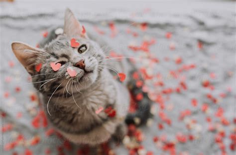 A Cute Kitten Playing With Valentine Heart Confetti Kittens Cutest