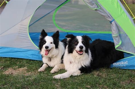 Top 22 Best Tents For Camping With Dogs In 2021 Mytrail