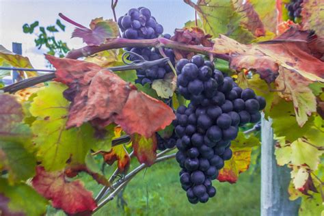 Fall Wine Grapes