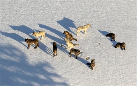 Hottopicjunction Butte Wolf Pack In Yellowstone Photo By National