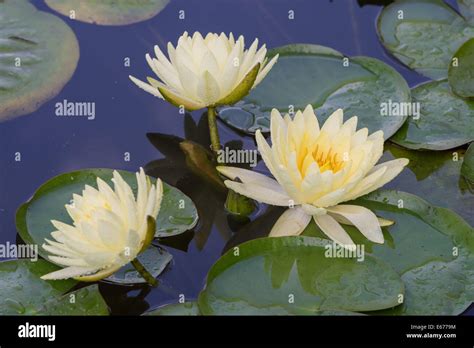 Yellow Water Lilies Hi Res Stock Photography And Images Alamy