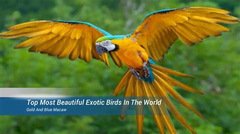 Top Most Beautiful Exotic Birds In The World Youtube