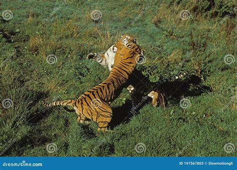 Bengal Tiger Panthera Tigris Tigris Adults Fighting Stock Image