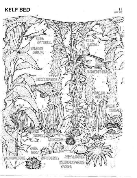 5 Best Images of Biology Coloring Printables - Spongebob Coloring Pages Print Out, Biology