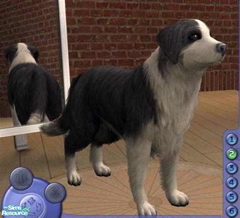 The Sims Resource Border Collie