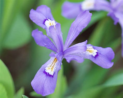 Dwarf Crested Iris Iris Cristata Bowmans Hill Wildflower Preserve
