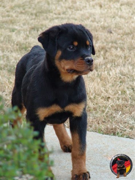 The dogs were known in german as rottweiler metzgerhund, which means rottweil butchers dogs, because their main use was to pull carts of. Rules of the Jungle: German Rottweiler puppies