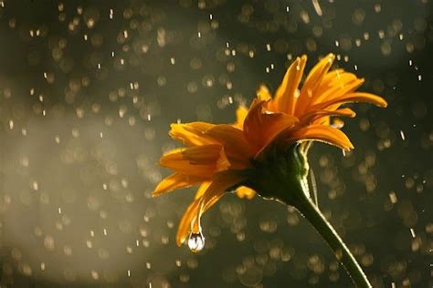 Quotes, thoughts, slogans, essays, stories and much more, all in hindi. Quotes About Rain And Flowers. QuotesGram