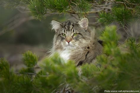 Interesting Facts About Norwegian Forest Cats Just Fun Facts