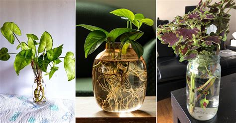 10 Best Indoor Plants That Grow In Water • India Gardening
