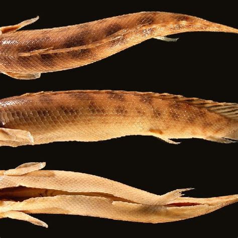Polypterus Bichir Nmw 63244 464 Mm Sl Male Syntype Of P Lapradei