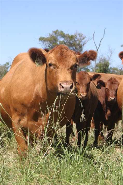 If there are lots of nutrients, like in spring grass, cows will convert the extra nutrients to fat. Sub-tropical grass establishment | Agriculture and Food