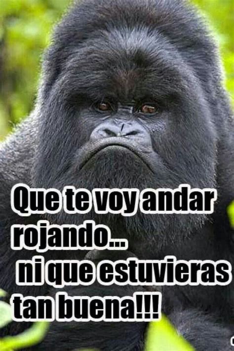 Lol Funny Lol Gorilla