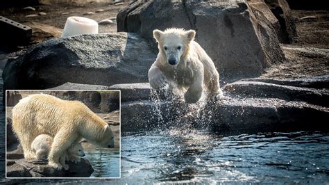 Watch Adorable Polar Bear Cub Join Mom In Pool Youtube