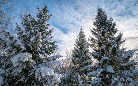 Heavy Snow On The Tall Pine Trees Wallpaper Nature