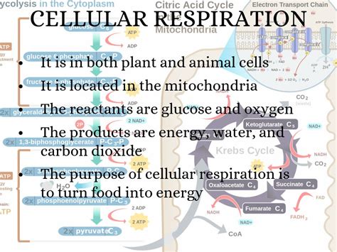 In chemical equations the reactants are written on the left side of the arrow and the products are written on the right side of the equation.photosynthesis6co2 + 6h2o â†' c6h12o6 + 6o2carbon dioxide plus. Photosynthesis, Cellular Respiration, And Fermentation