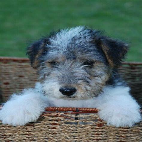 Wire Haired Terrier Puppies Photos All Recommendation