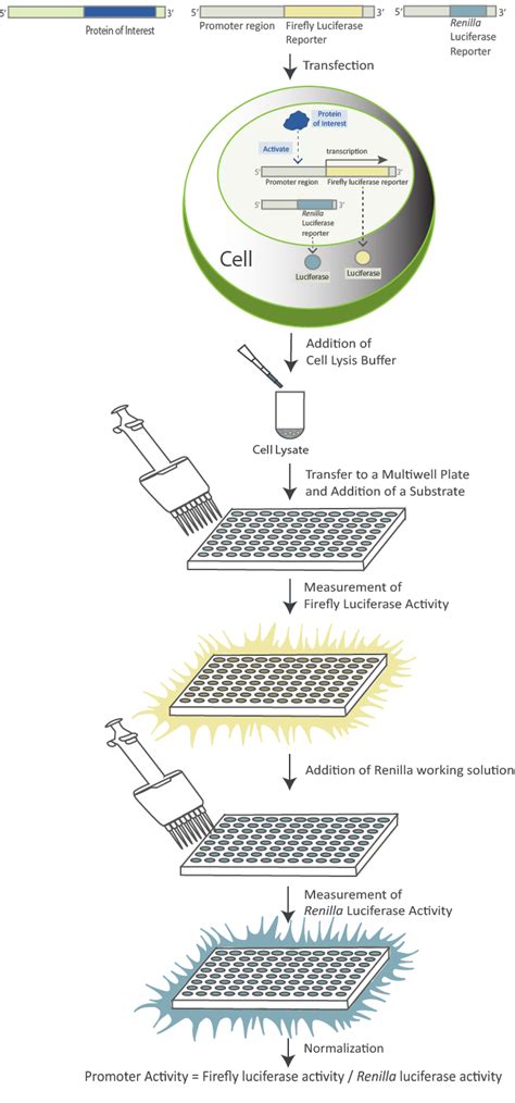 Luciferase Based Reporter Assay Troubleshooting Guide Goldbio