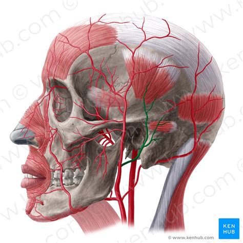 Stylohyoid Origin Insertion Innervation And Action Kenhub